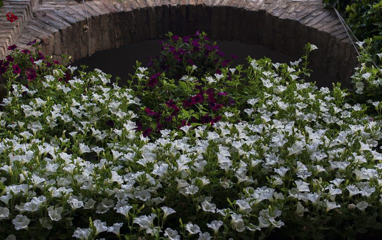 Las flores de los Patios de Córdoba