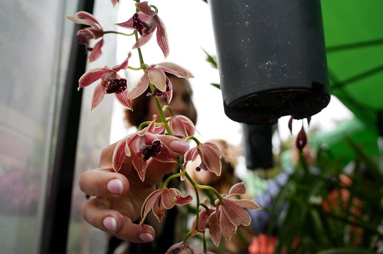 «El 90% de las orquídeas que se nos mueren es por irregularidades con el riego»